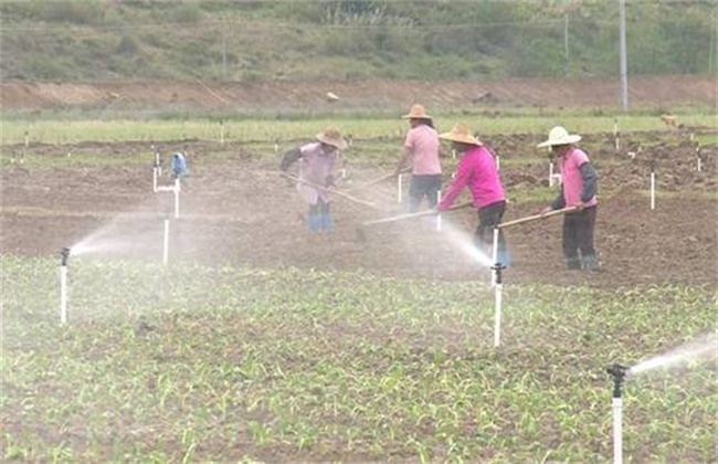 菜心施肥