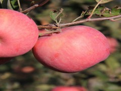 栖霞苹果什么时候成熟？