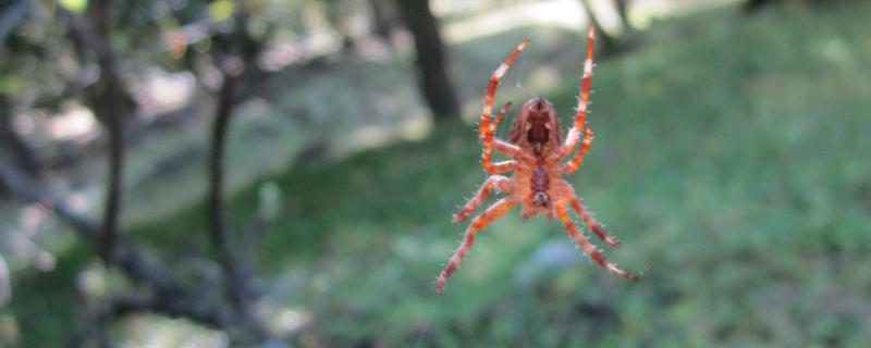 桃树红蜘蛛用什么药有效，附发生时间及防护时间
