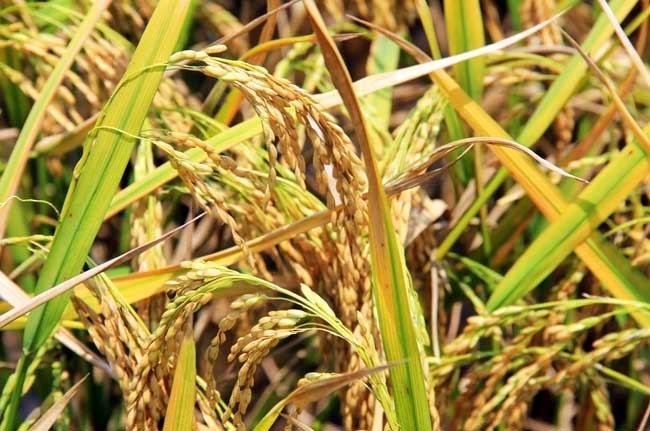 秋收后储藏稻米的方法和要点