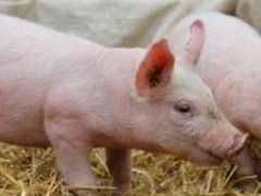 猪场得非洲猪瘟几天死没？
