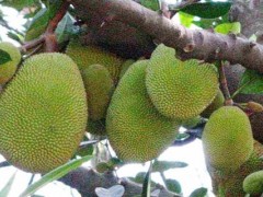 菠萝蜜和榴莲的区别?