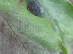 煤烟病特效药？