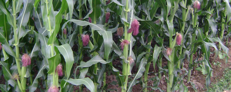 玉米肥料配方