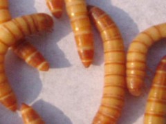 黄粉虫蜕皮是什么原因？