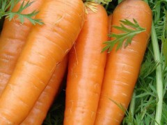 胡萝卜特别大是转基因的吗？