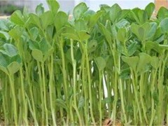 萝卜芽苗菜无土栽培