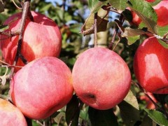 苹果树缺铁有什么症状？