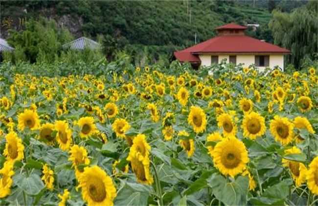 向日葵 花蕾期 管理要点