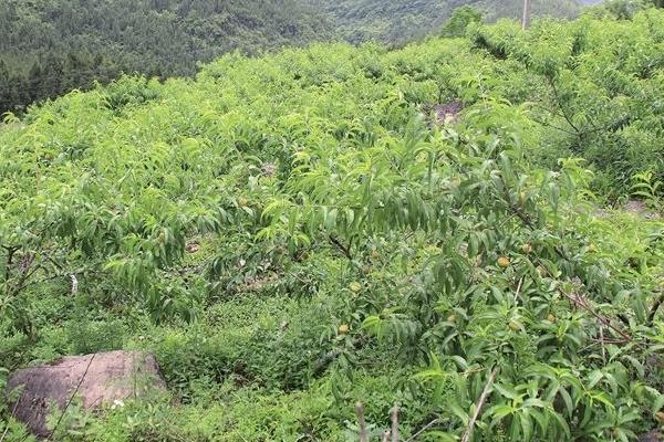 桃树红蜘蛛用什么药有效，附发生时间及防护时间