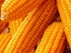 九圣禾2468玉米种产量？