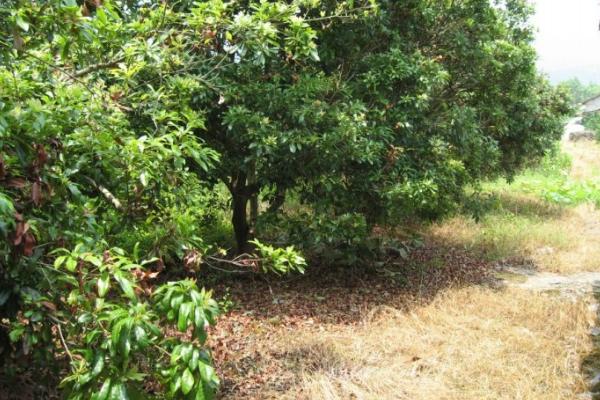 果园除草用什么除草剂,能达到除草目的还无害
