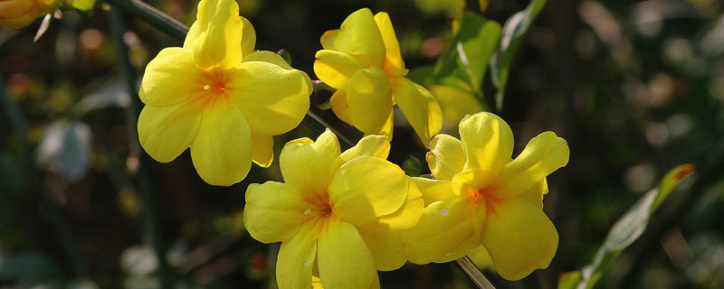 迎春花<a href=https://www.dadasou.com/ny/zhongzhi/ target=_blank class=infotextkey>种植</a>时间