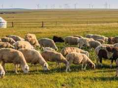 澳洲白羊一胎产几个羔？