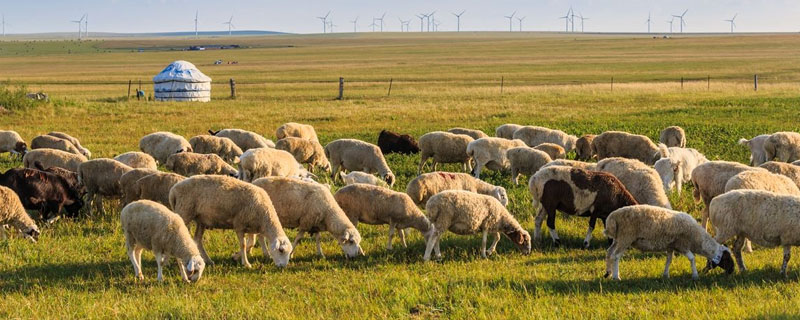 澳洲白羊一胎产几个羔
