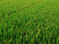 水稻抽穗结实期的田间管理