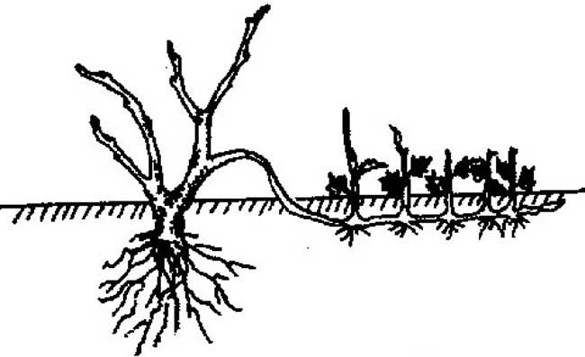 花木压条繁殖<a href=https://www.dadasou.com/news/142649.html target=_blank class=infotextkey>技术</a>