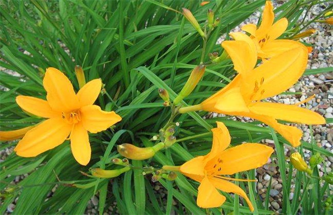 忘忧草的养护方法