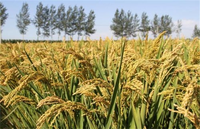 水稻 如何管理 防治病虫害