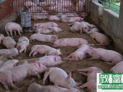 关于猪粪处理,两种不用投资环保还能养猪模式可选择