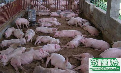 关于猪粪处理，两种不用投资环保还能养猪模式可选择