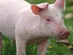 美国为啥没有非洲猪瘟？