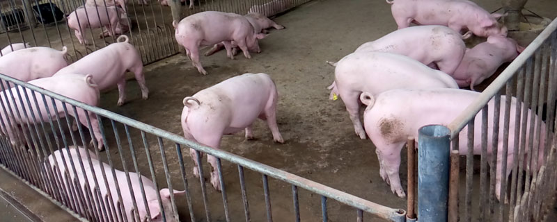 屠宰场怎么收猪