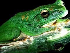 青蛙的舌头有什么特点？