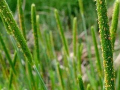 哪种农药除野燕麦管用？