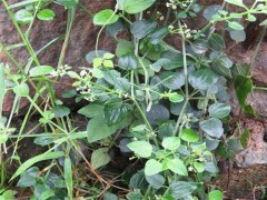 茜草种植技术