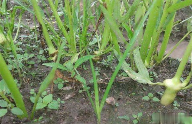 空心菜茎基肿大原因及防治方法