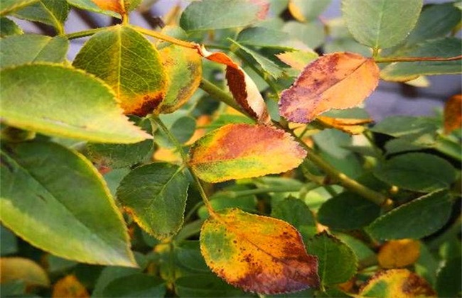 月季花黄叶原因 月季花黄叶