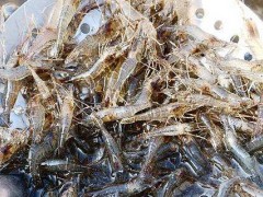 河虾蜕皮有风险吗？