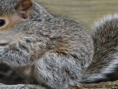 松鼠耳朵是什么形状？