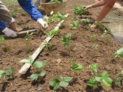 草莓定植成活率不高?该如何有效防治