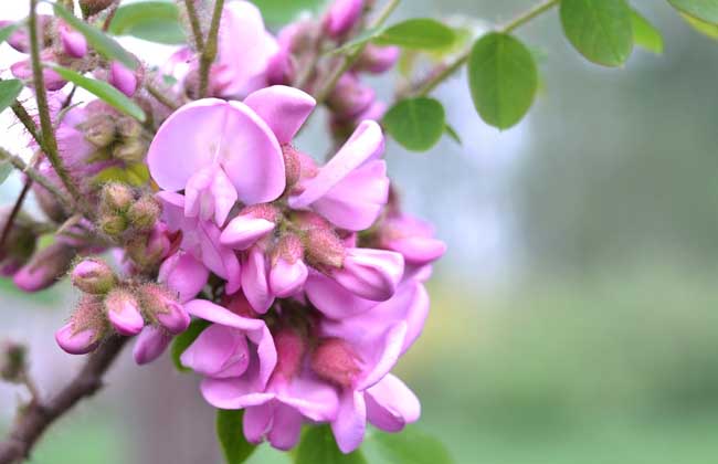 紫藤花的花语和传说