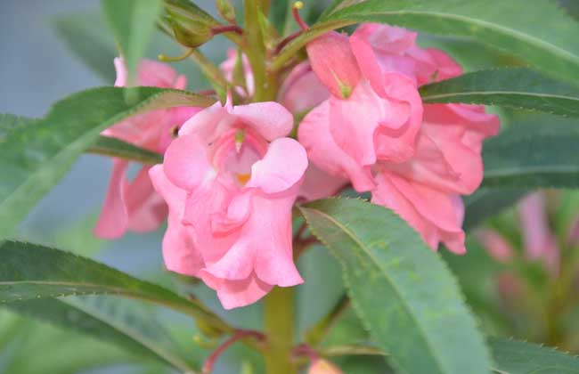凤仙花的产地分布和生长条件