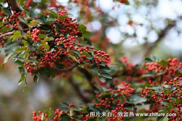 花椒虎天牛的防治方法