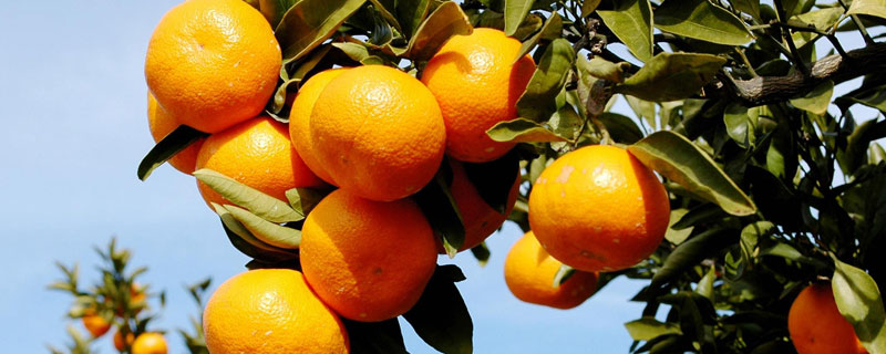 柑橘挂果能打乙蒜素吗