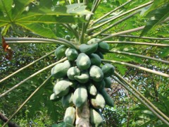 木瓜安徽可以种植吗？