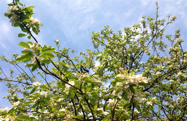 5月 苹果 管理 技术要点