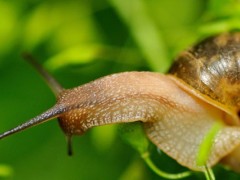 蜗牛每小时爬多少米？