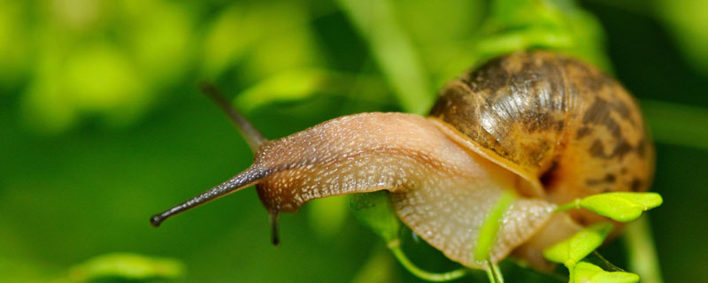 蜗牛每小时爬多少米