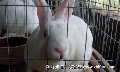 养殖獭兔建场条件和兔笼的制作