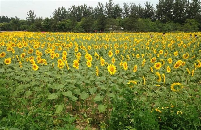 向日葵 花蕾期 管理要点