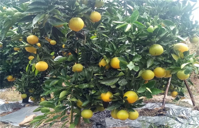 橙子树的施肥技术
