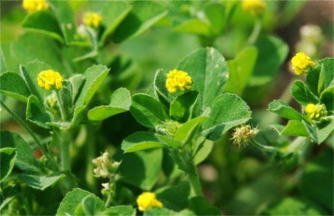 金花菜 田间管理 方法