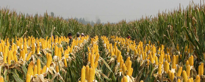 玉米啥时候打除草剂