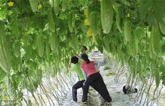 苦瓜怎么整枝打杈