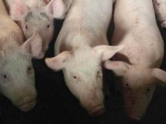 春季养猪应防哪些病